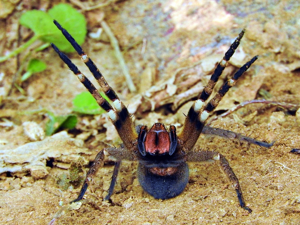 wandering spider face