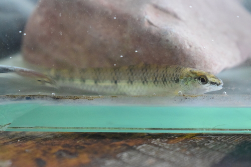 South American darter (Characidium steindachneri) — Crenuchidae — 4