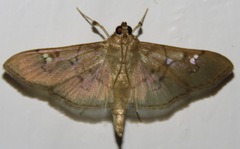 Microthyris anormalis