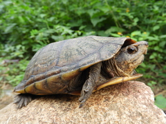 Kinosternon scorpioides scorpioides