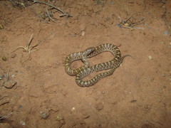 Arizona elegans philipi