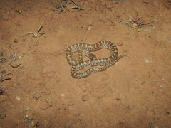 Arizona elegans philipi