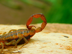 Centruroides baergi
