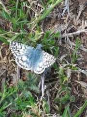 Lepidoptera