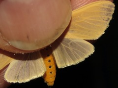 Pareuchaetes insulata