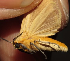 Pareuchaetes insulata