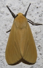 Pareuchaetes insulata