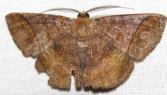 Thysanopyga amarantha