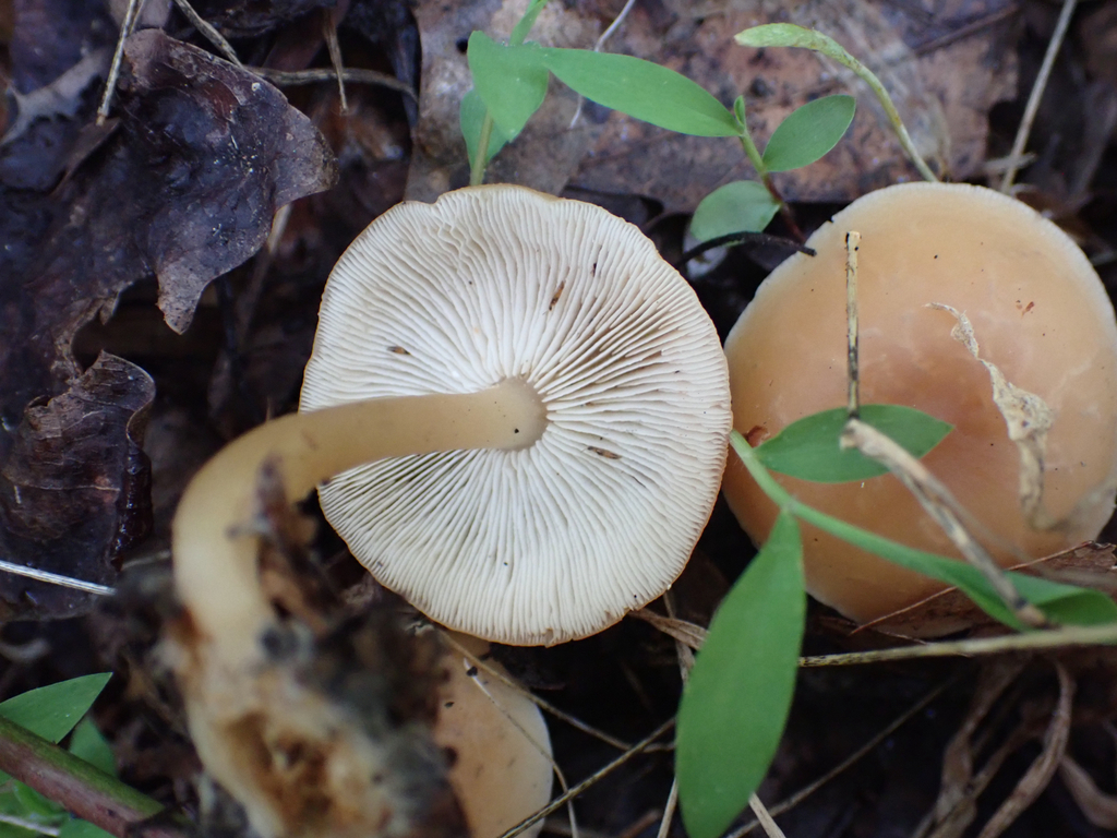 Gymnopus dryophilus · April 2026 · photo: © skatepunk (iNaturalist, cc0)