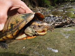 Kinosternon scorpioides scorpioides