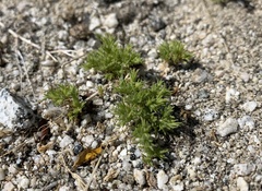 Loeflingia squarrosa
