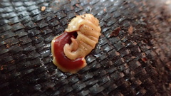 Arthurdendyus testaceus