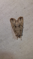 Lithophane disposita
