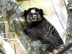 Callithrix penicillata