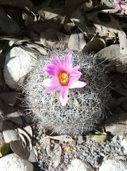 Rapicactus beguinii
