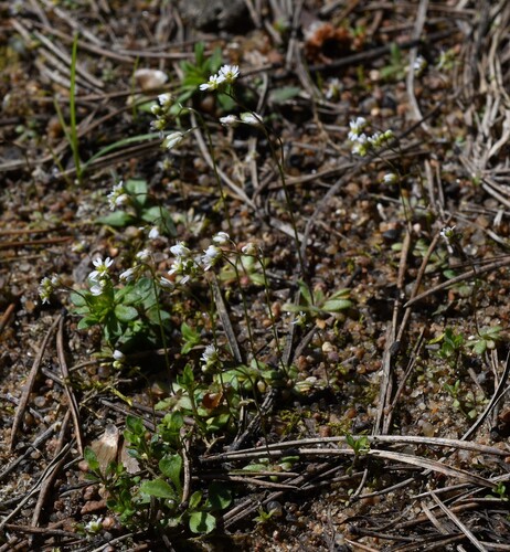 Наблюдение на iNaturalist