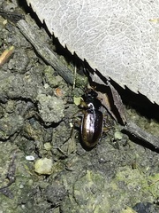 Loricera