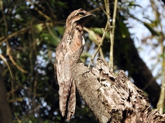 Nyctibius griseus