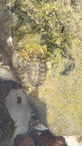 Lepidochitona cinerea