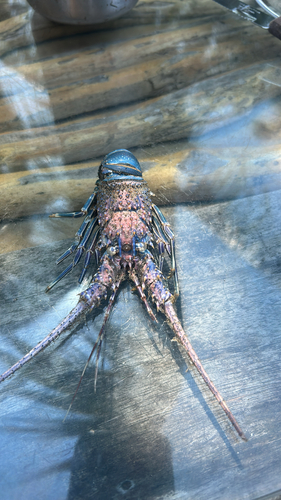Blue spiny lobster (Panulirus inflatus)