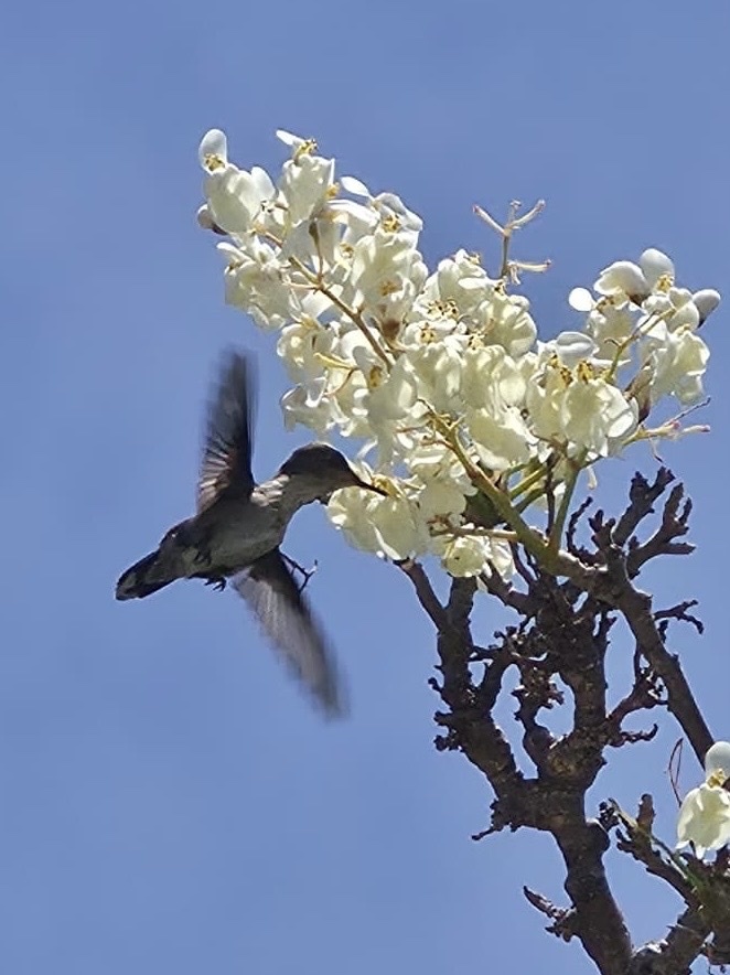 Vervain Hummingbird (Mellisuga minima), photo 7