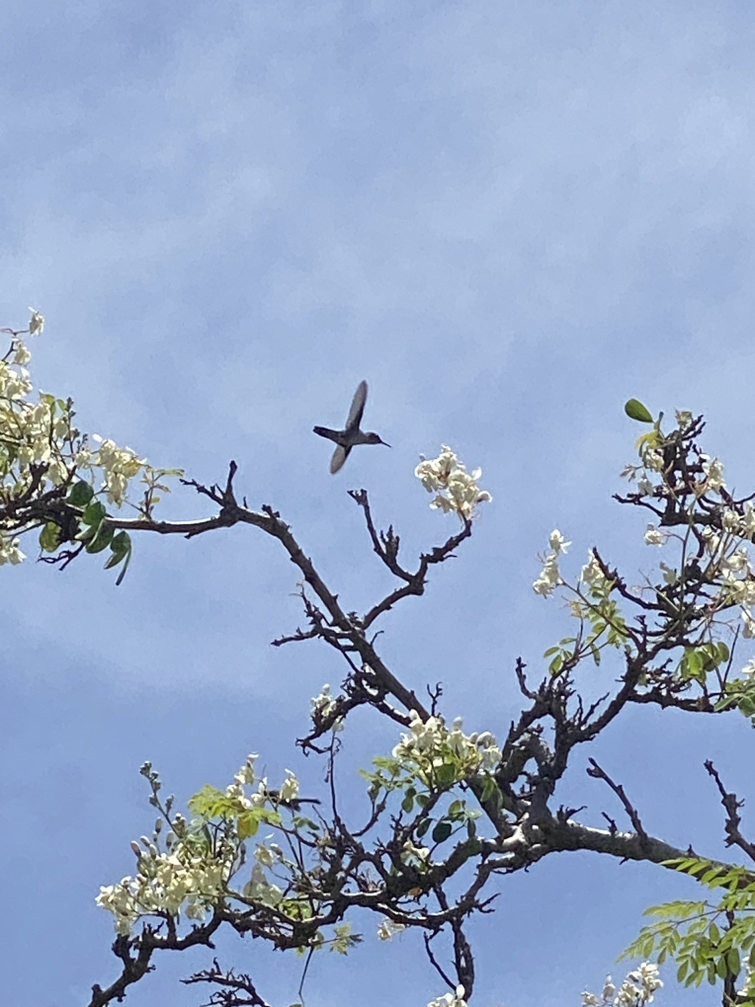 Vervain Hummingbird (Mellisuga minima), photo 8