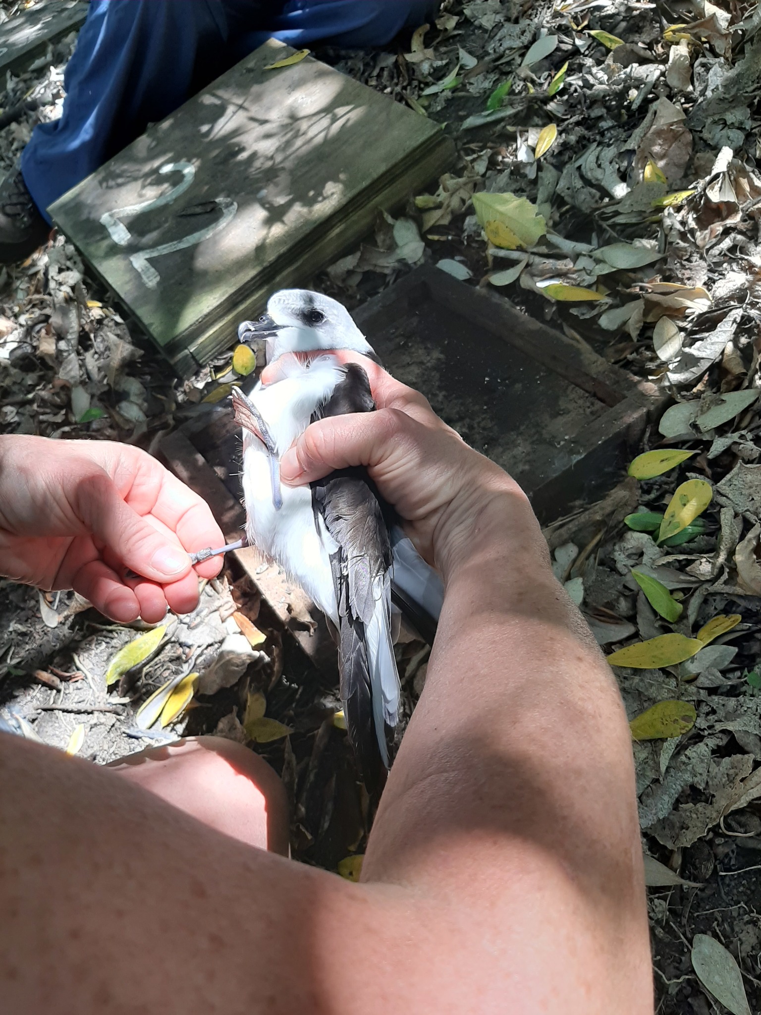 Pycroft's Petrel (Pterodroma pycrofti), photo 4