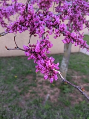 Cercis canadensis