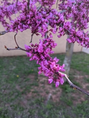 Cercis canadensis