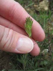 Castilleja attenuata