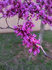 Cercis canadensis