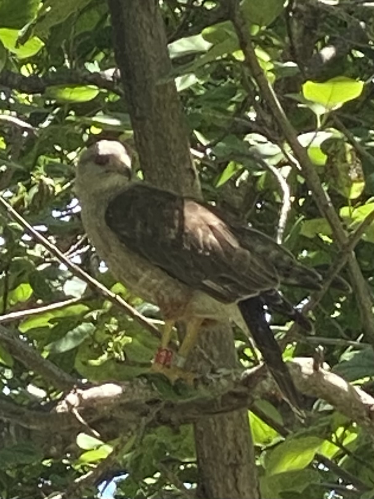 Ridgway's Hawk (Buteo ridgwayi), photo 5