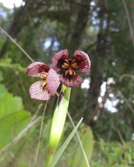 Tigridia galanthoides