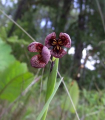 Tigridia galanthoides