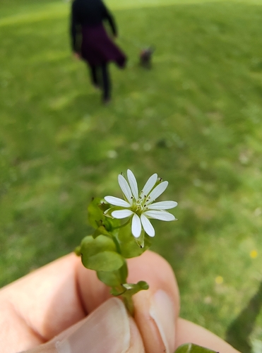 Stellaria neglecta, photograph 6