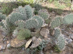 Opuntia arizonica