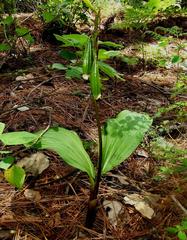 Govenia liliacea