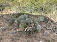 Opuntia arizonica