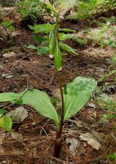 Govenia liliacea