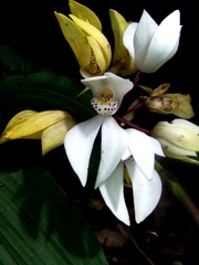 Govenia liliacea