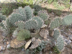 Opuntia arizonica