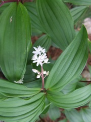 Maianthemum scilloideum