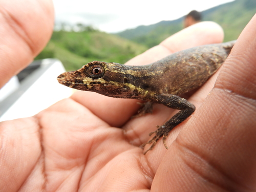 Garland Anole, Anolis vittigerus
