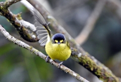 Todirostrum poliocephalum