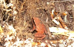 Craugastor mexicanus