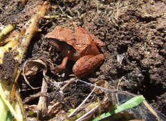 Craugastor mexicanus