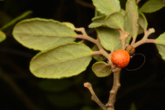 Azara dentata, photograph author not stated, no rights reserved