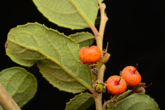 Azara dentata