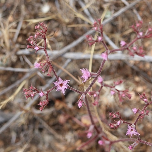 Chorizanthe fimbriata, photograph 6