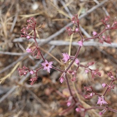 Chorizanthe fimbriata, photograph author not stated, no rights reserved